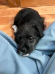 Lexa
