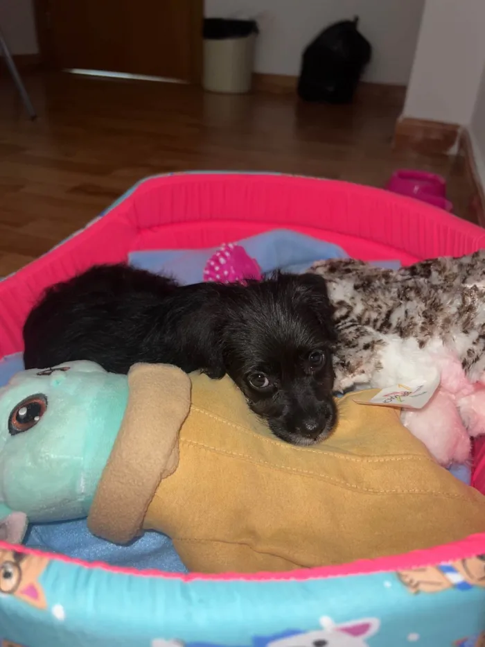 Cachorro ra a SRD-ViraLata idade Abaixo de 2 meses nome Lexa