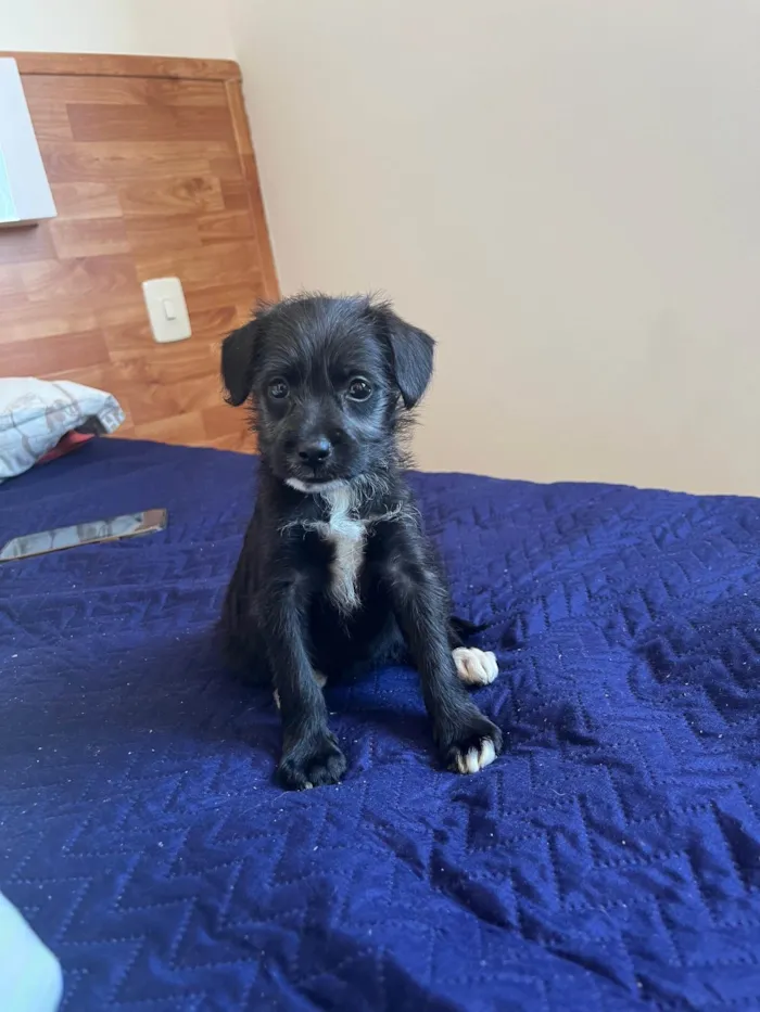 Cachorro ra a SRD-ViraLata idade Abaixo de 2 meses nome Lexa