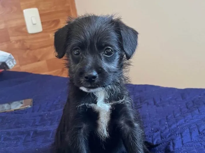 Cachorro ra a SRD-ViraLata idade Abaixo de 2 meses nome Lexa