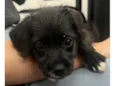 Lexa