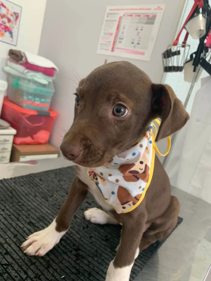 Cachorro ra a SRD-ViraLata idade 2 a 6 meses nome OLIVER