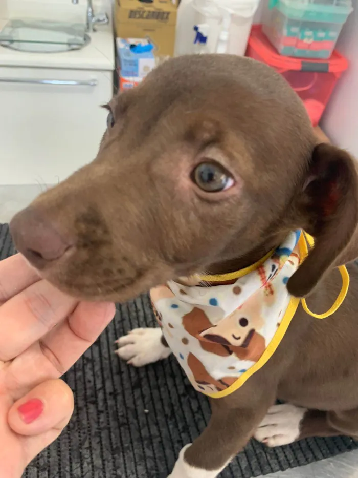Cachorro ra a SRD-ViraLata idade 2 a 6 meses nome OLIVER