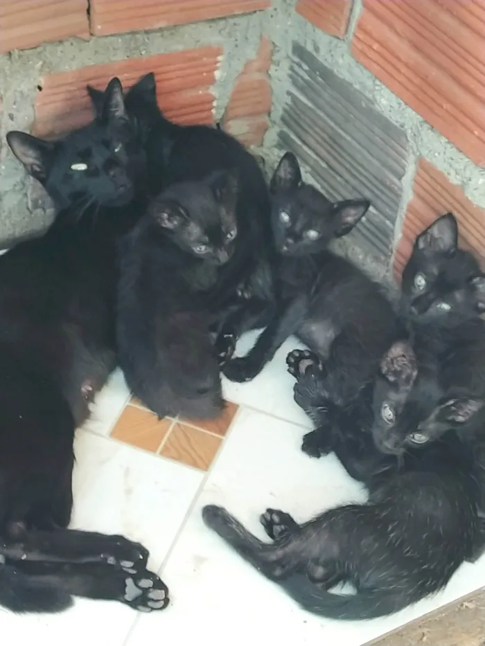 Gato raça Gato idade Abaixo de 2 meses nome Gato