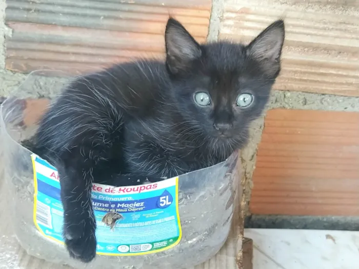 Gato raça Gato idade Abaixo de 2 meses nome Gato