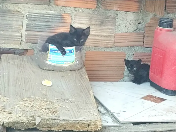 Gato raça Gato idade Abaixo de 2 meses nome Gato