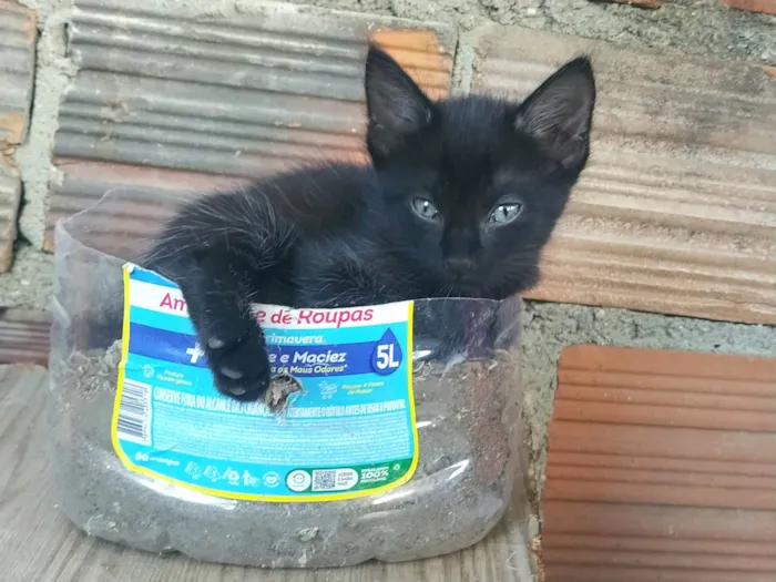 Gato raça Gato idade Abaixo de 2 meses nome Gato