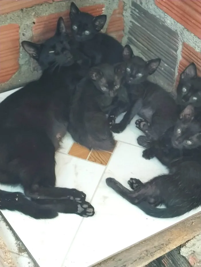 Gato raça Gato idade Abaixo de 2 meses nome Gato