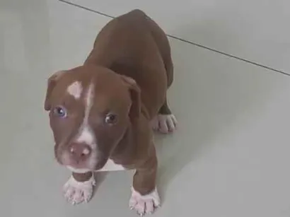 Cachorro raça Pitbull  idade 2 a 6 meses nome Apollo