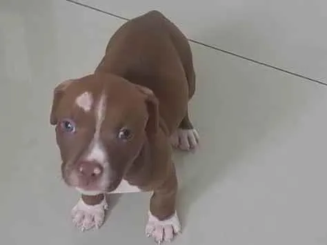 Cachorro ra a Pitbull  idade 2 a 6 meses nome Apollo