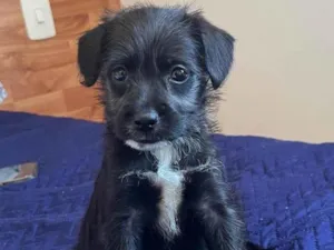Cachorro raça SRD-ViraLata idade Abaixo de 2 meses nome Lexa
