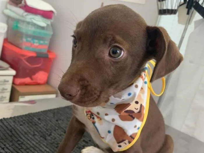 Cachorro ra a SRD-ViraLata idade 2 a 6 meses nome OLIVER