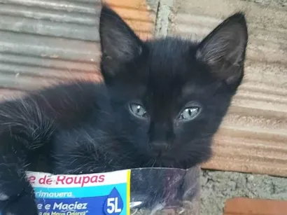 Gato raça Gato idade Abaixo de 2 meses nome Gato