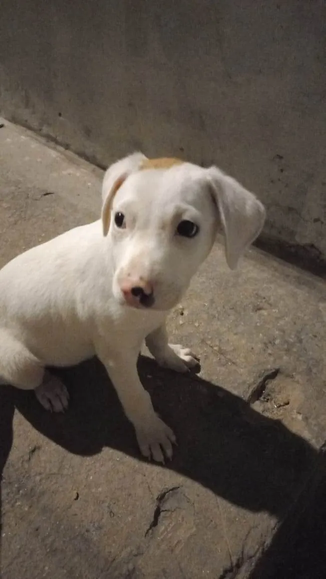 Cachorro ra a SRD-ViraLata idade 2 a 6 meses nome Odin