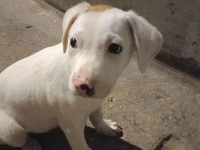 Cachorro ra a SRD-ViraLata idade 2 a 6 meses nome Odin