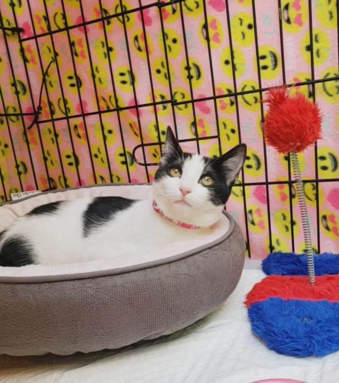 Gato ra a SRD-ViraLata idade 2 a 6 meses nome Mabel