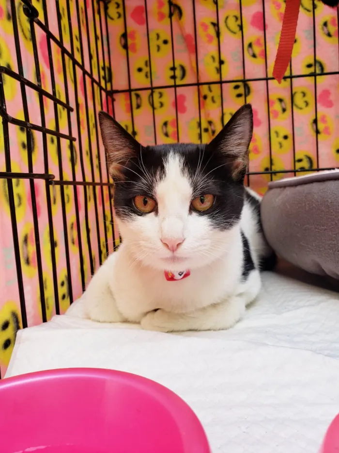Gato ra a SRD-ViraLata idade 2 a 6 meses nome Mabel