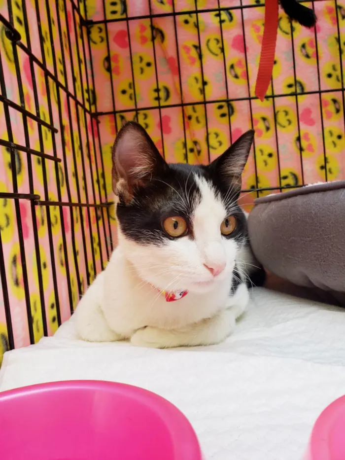 Gato ra a SRD-ViraLata idade 2 a 6 meses nome Mabel