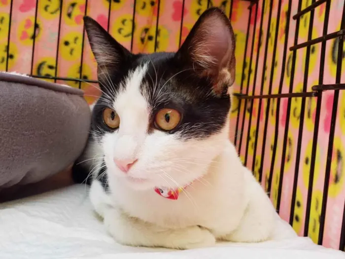 Gato ra a SRD-ViraLata idade 2 a 6 meses nome Mabel
