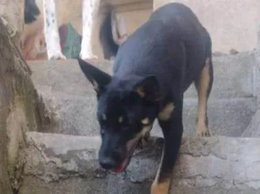 Cachorro raça SRD-ViraLata idade 2 a 6 meses nome Pandora