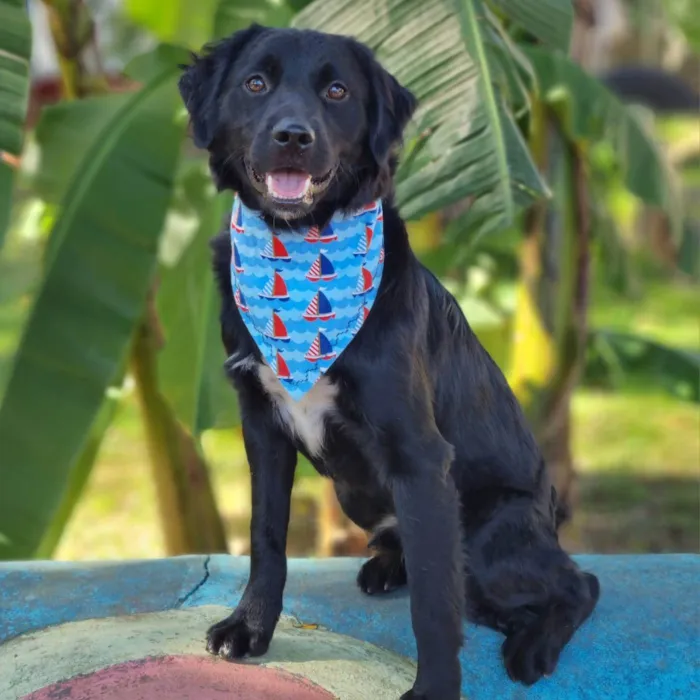 Cachorro ra a SRD-ViraLata idade 7 a 11 meses nome MILAGRO