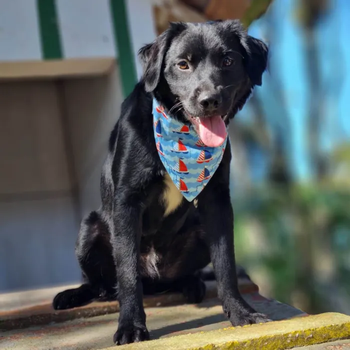 Cachorro ra a SRD-ViraLata idade 7 a 11 meses nome MILAGRO