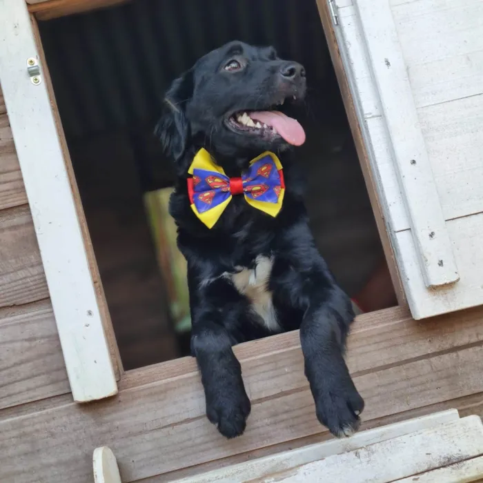 Cachorro ra a SRD-ViraLata idade 7 a 11 meses nome MILAGRO