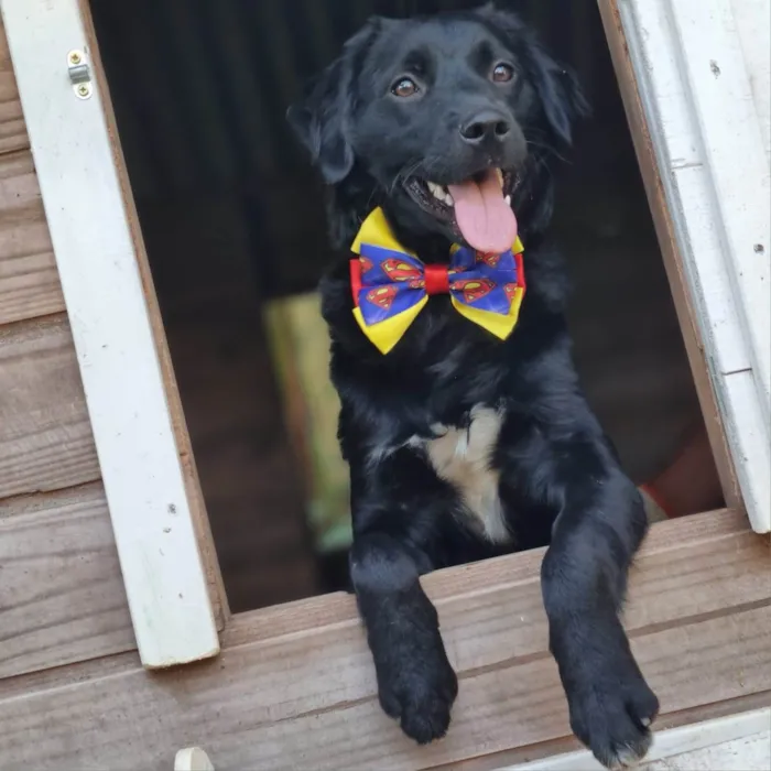 Cachorro ra a SRD-ViraLata idade 7 a 11 meses nome MILAGRO