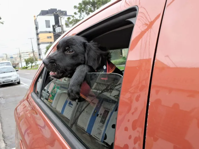 Cachorro ra a SRD-ViraLata idade 7 a 11 meses nome MILAGRO