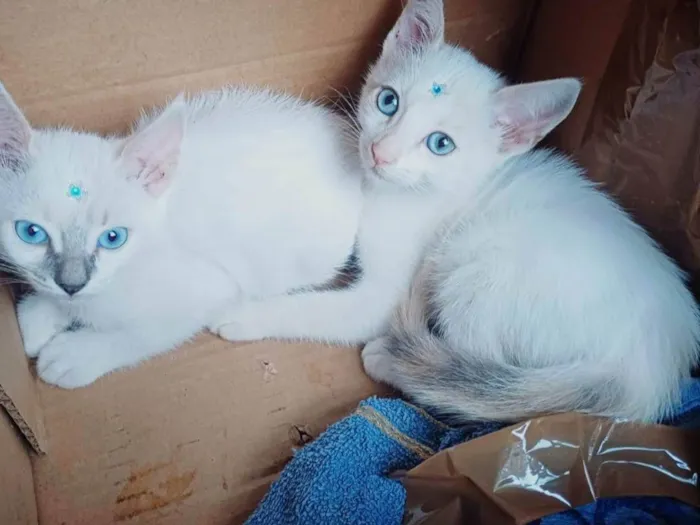 Gato ra a Siames idade Abaixo de 2 meses nome Siames brancas adocao 