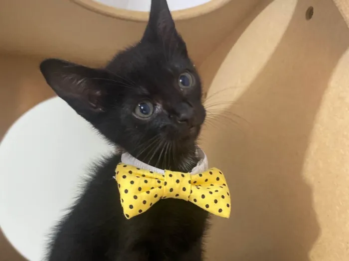 Gato ra a Srd idade 2 a 6 meses nome Augusto César 