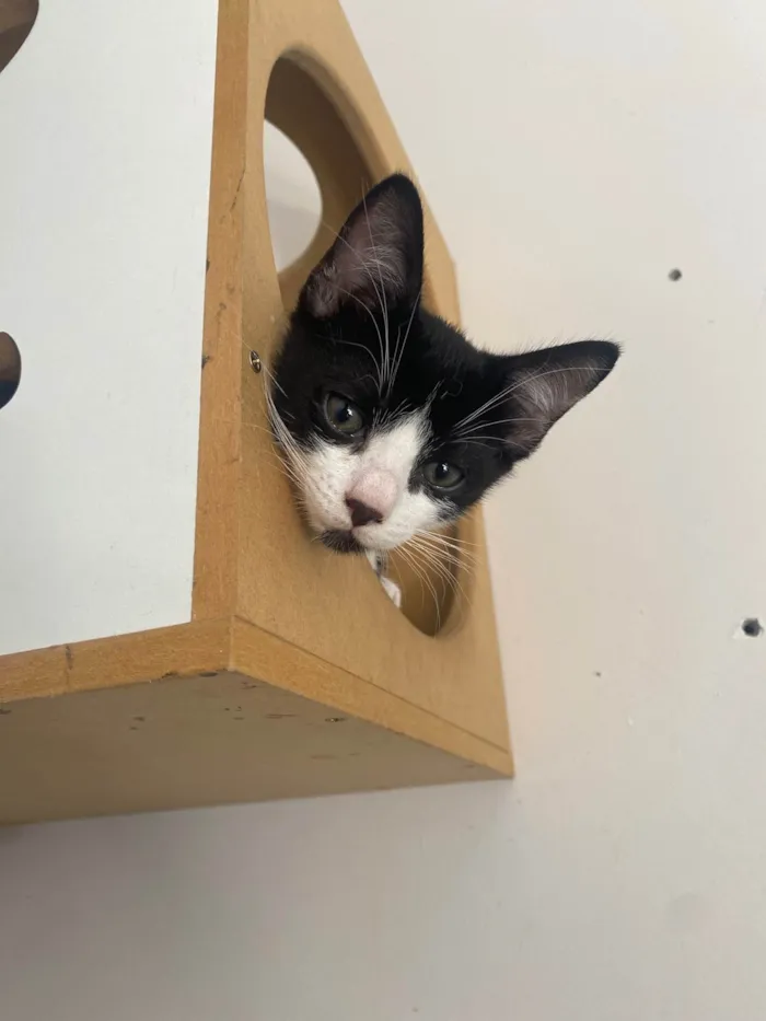 Gato ra a Srd idade Abaixo de 2 meses nome Pedro Henrique 