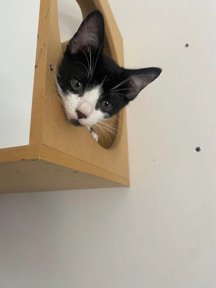 Gato ra a Srd idade Abaixo de 2 meses nome Pedro Henrique 