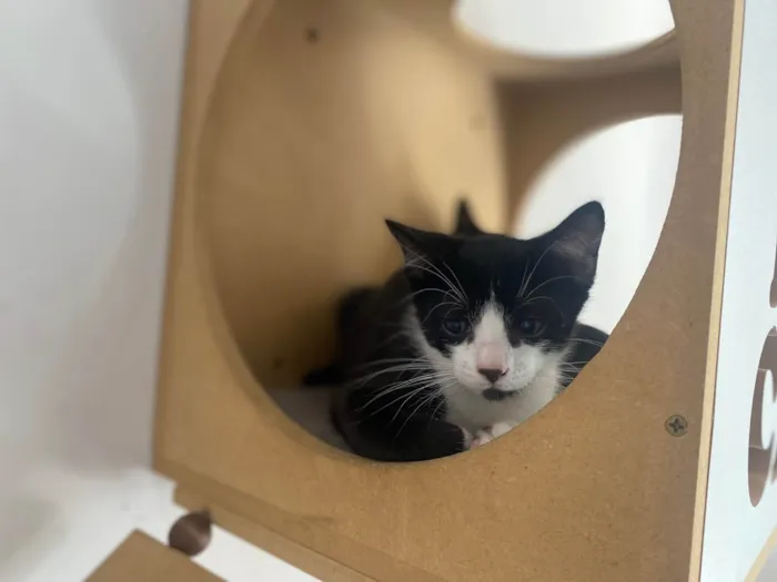 Gato ra a Srd idade Abaixo de 2 meses nome Pedro Henrique 