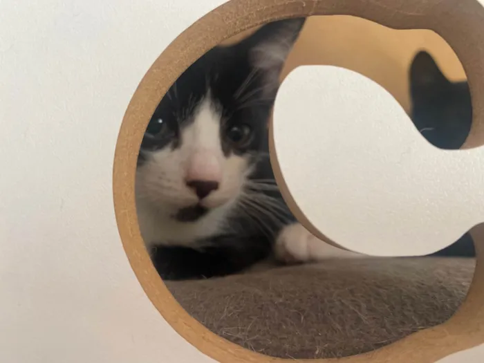 Gato ra a Srd idade Abaixo de 2 meses nome Pedro Henrique 