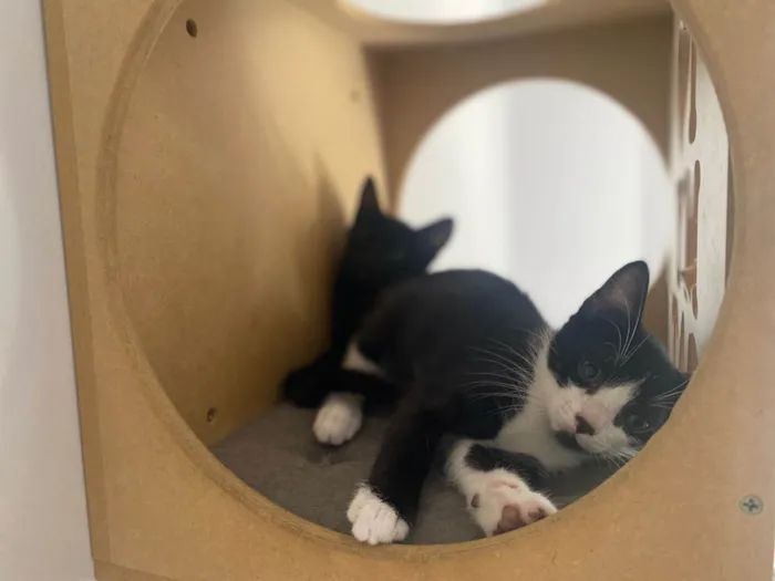 Gato ra a Srd idade Abaixo de 2 meses nome Pedro Henrique 