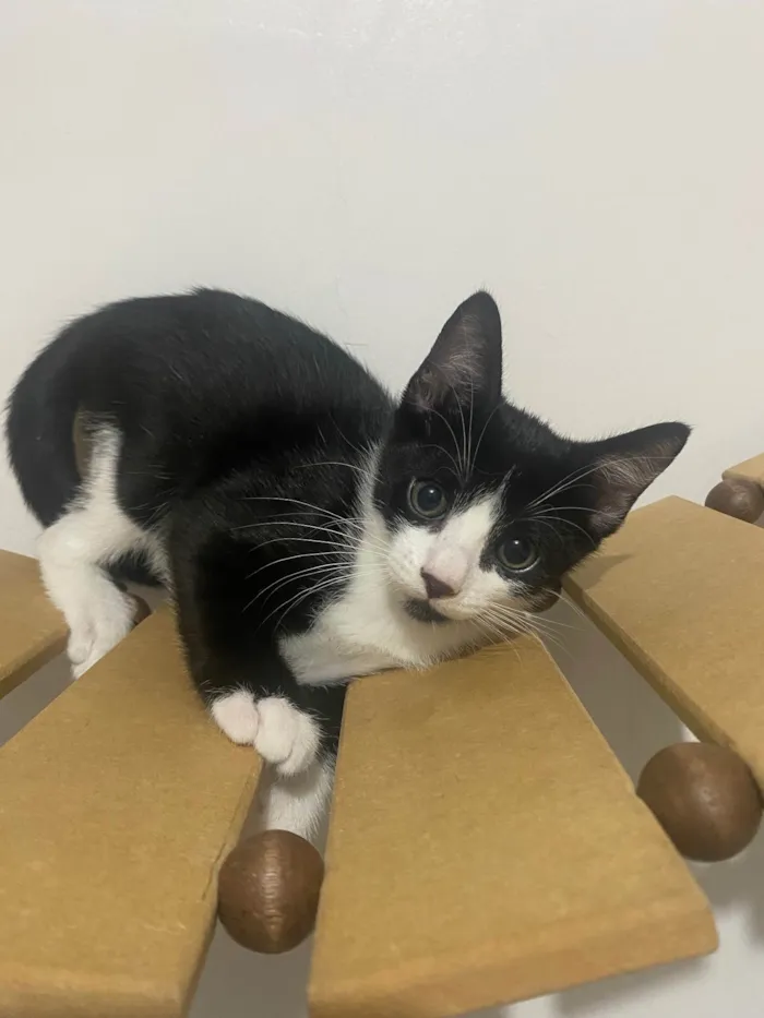 Gato ra a Srd idade Abaixo de 2 meses nome Pedro Henrique 