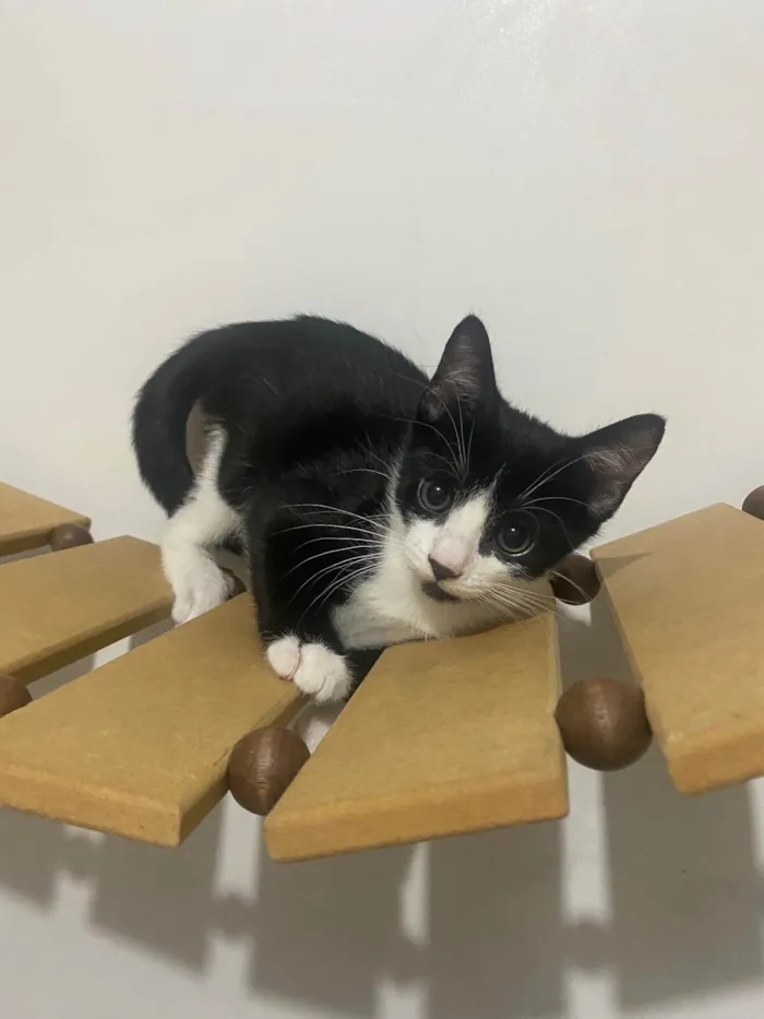 Gato ra a Srd idade Abaixo de 2 meses nome Pedro Henrique 