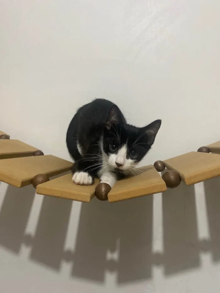 Gato ra a Srd idade Abaixo de 2 meses nome Pedro Henrique 