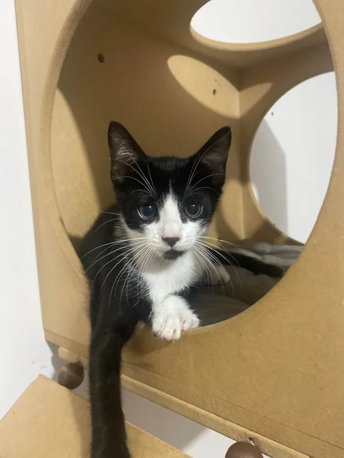Gato ra a Srd idade Abaixo de 2 meses nome Pedro Henrique 