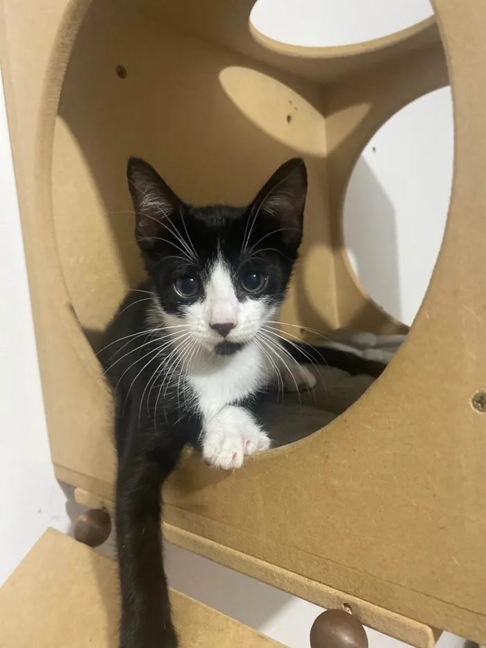 Gato ra a Srd idade Abaixo de 2 meses nome Pedro Henrique 