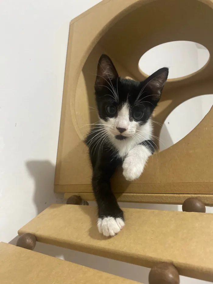 Gato ra a Srd idade Abaixo de 2 meses nome Pedro Henrique 