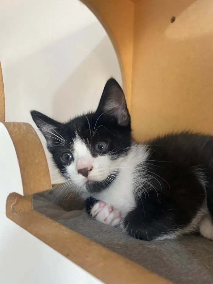 Gato ra a Srd idade Abaixo de 2 meses nome Pedro Henrique 