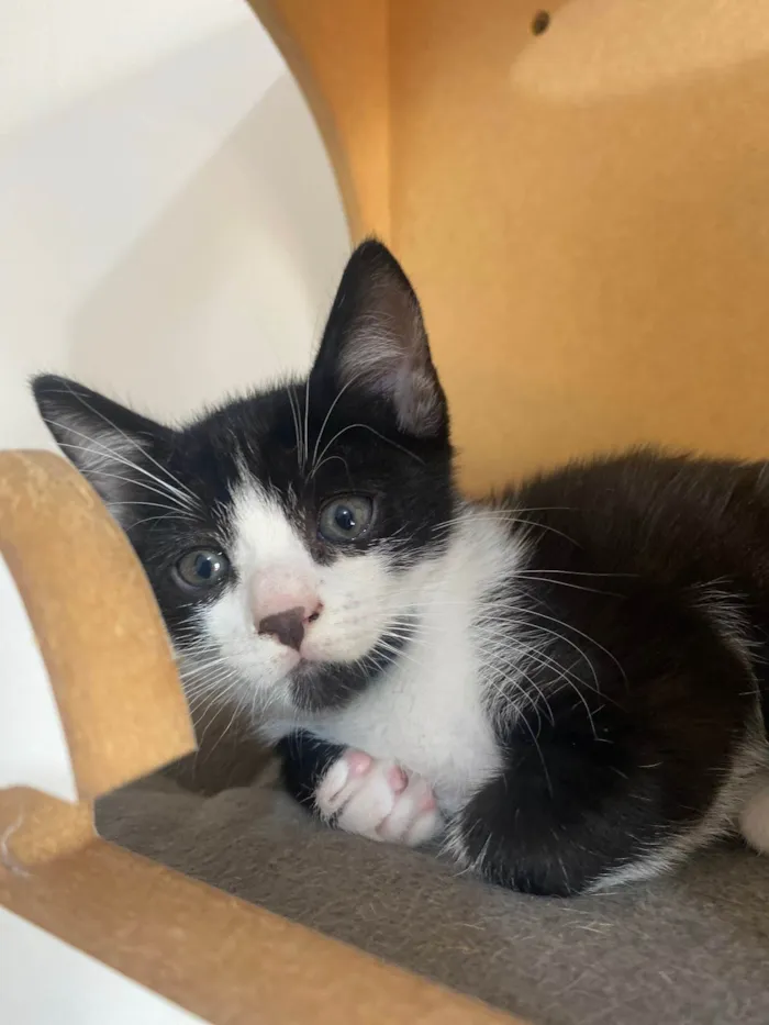 Gato ra a Srd idade Abaixo de 2 meses nome Pedro Henrique 