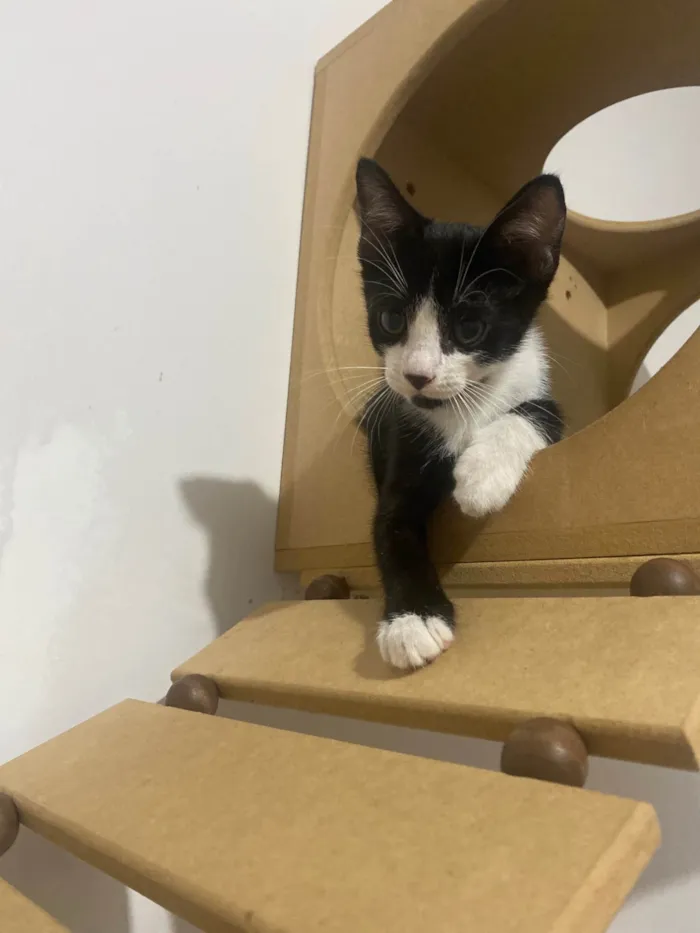 Gato ra a Srd idade Abaixo de 2 meses nome Pedro Henrique 