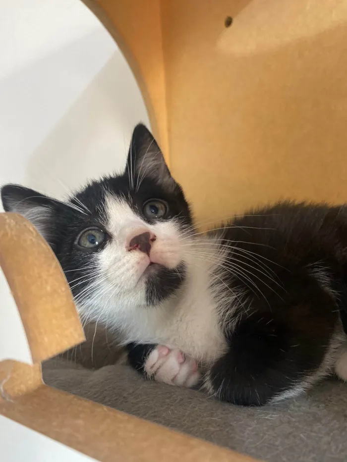 Gato ra a Srd idade Abaixo de 2 meses nome Pedro Henrique 