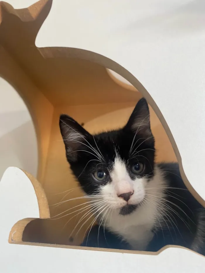 Gato ra a Srd idade Abaixo de 2 meses nome Pedro Henrique 