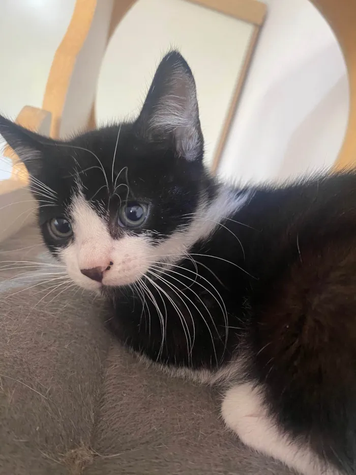 Gato ra a Srd idade Abaixo de 2 meses nome Pedro Henrique 