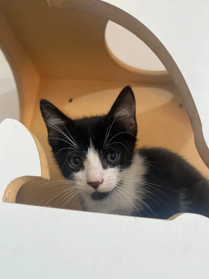 Gato ra a Srd idade Abaixo de 2 meses nome Pedro Henrique 