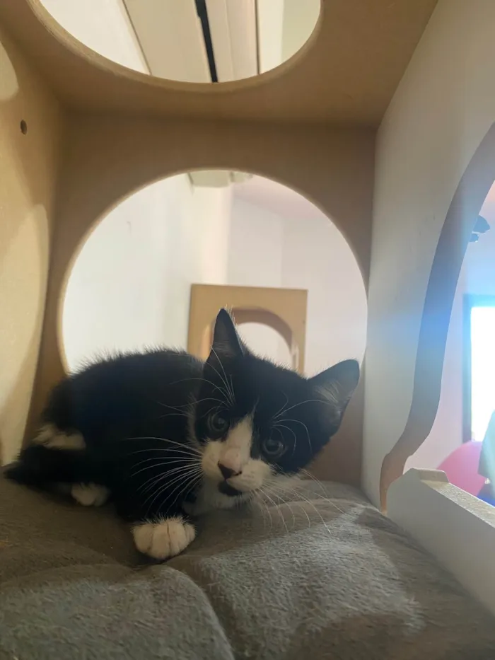 Gato ra a Srd idade Abaixo de 2 meses nome Pedro Henrique 